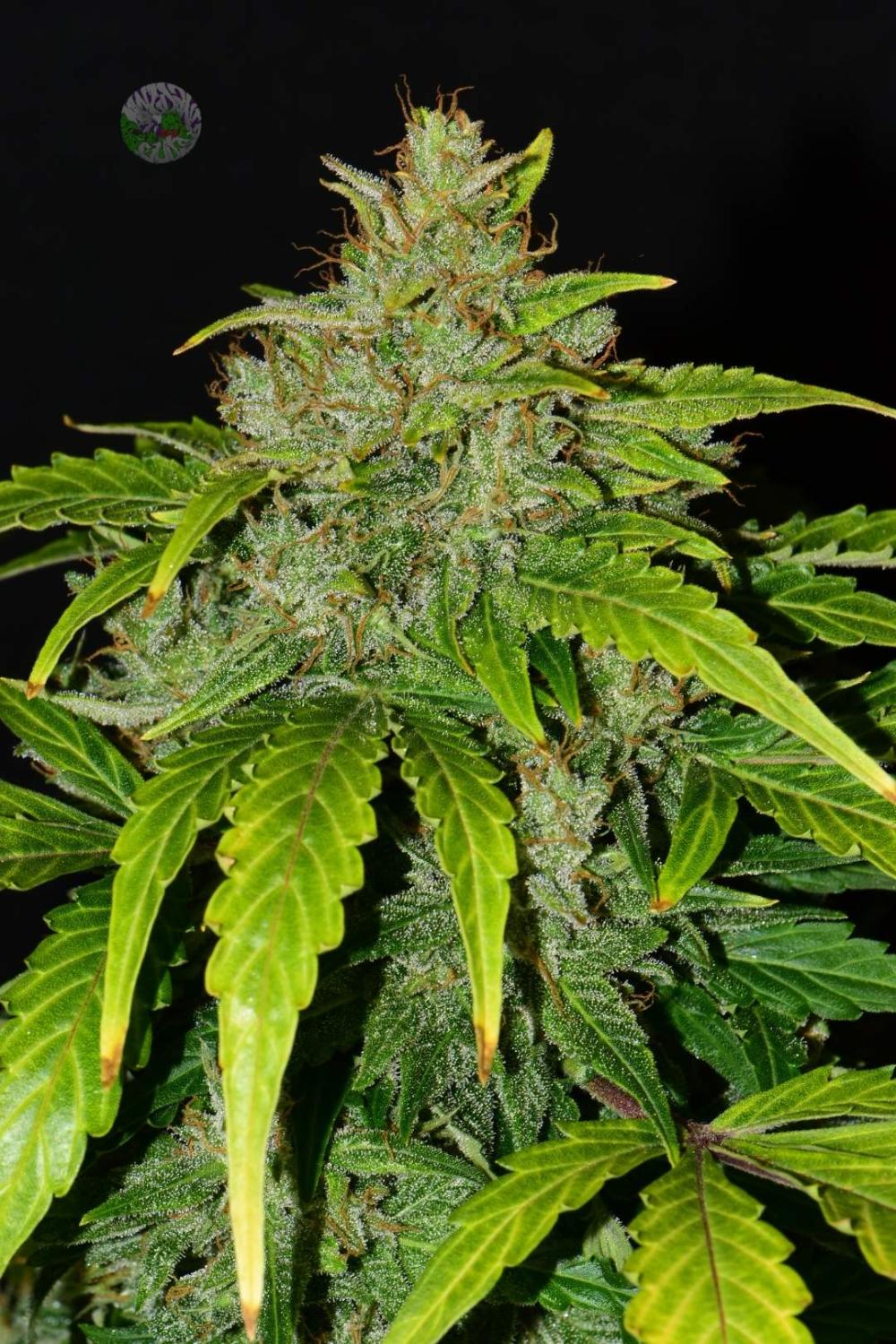 CBD 20:1 Auto Fem Esrar Tohumu (Fast Buds)