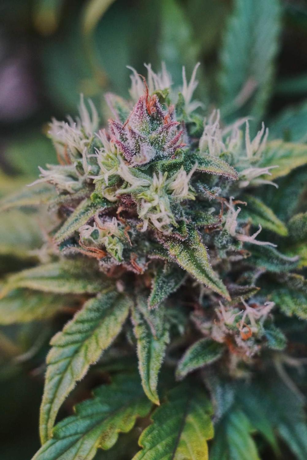 CBD 20:1 Auto Fem Esrar Tohumu (Fast Buds)