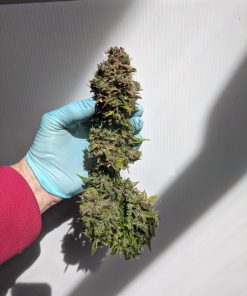 CBD 20:1 Auto Fem Esrar Tohumu (Fast Buds)