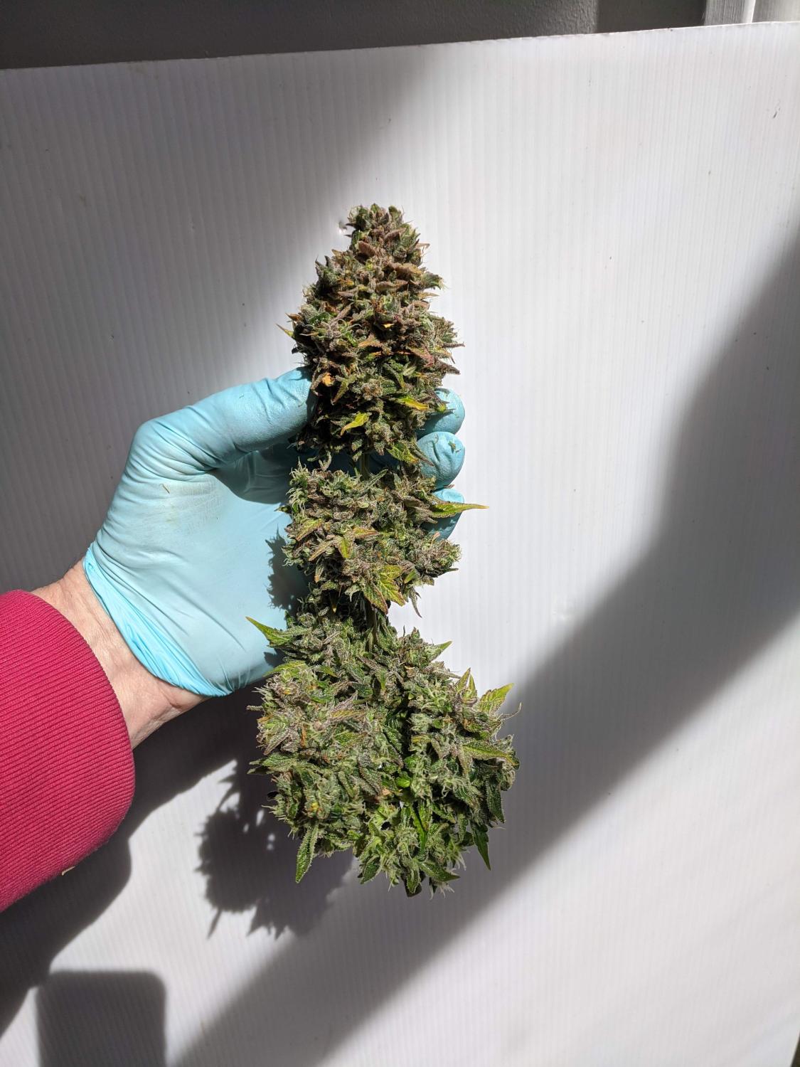 CBD 20:1 Auto Fem Esrar Tohumu (Fast Buds)