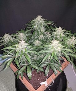 CBD 20:1 Auto Fem Esrar Tohumu (Fast Buds)