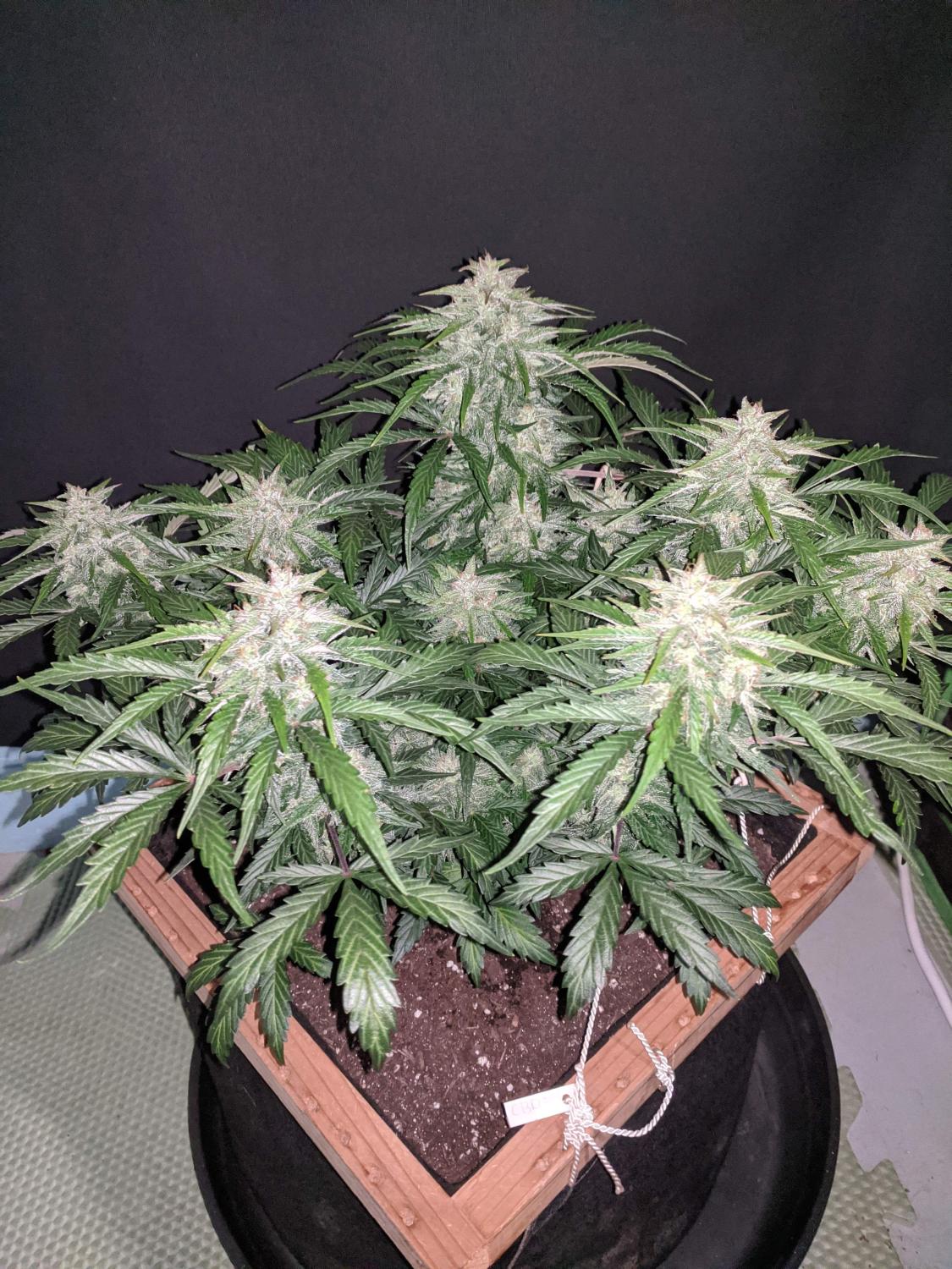 CBD 20:1 Auto Fem Esrar Tohumu (Fast Buds)