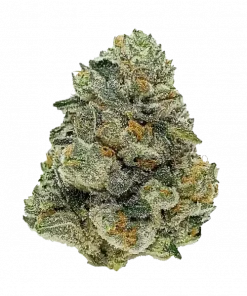 CBD Auto 1:1 (CBD Crack), tatlı mango aromalı, dengeli THC/CBD oranına sahip Indica türüdür. Stres ve ağrı için ideal. Genetik yapısını keşfedin.