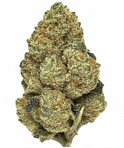 CBD Auto 20:1, bal aromalı ve yüksek CBD içeren dengeli bir hibrit türüdür. Depresyon ve ağrı tedavisinde kullanılır. Genetik yapısını keşfedin.