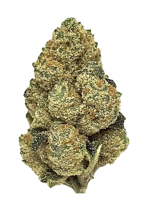 CBD Auto 20:1, bal aromalı ve yüksek CBD içeren dengeli bir hibrit türüdür. Depresyon ve ağrı tedavisinde kullanılır. Genetik yapısını keşfedin.