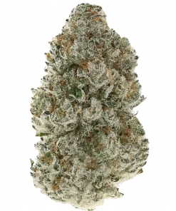 CBD Skunk Haze, turunçgil aromaları ve yüksek CBD içeriğiyle öne çıkan dengeli bir hibrit türdür. Anksiyete ve ağrı yönetimi için ideal. Özelliklerini keşfedin.