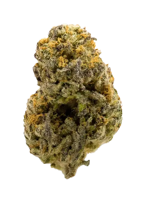 Cellar Stash, üzüm aromaları ve THC içeriğiyle öne çıkan dengeli bir hibrit türdür. Yaratıcılığı artıran bu türün genetik yapısını keşfedin.