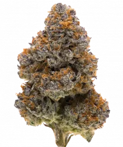 Cement Shoes, toprak aroması ve yüksek THC içeriğiyle öne çıkan Indica baskın bir türdür. Yoğun sedasyon ve rahatlama için genetik yapısını keşfedin.