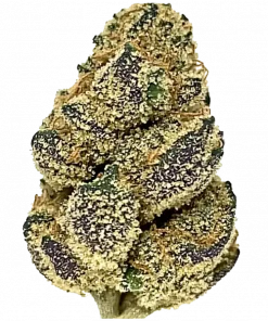 Cereal a la Mode, vanilya ve fındık aromalarıyla öne çıkan dengeli bir hibrit türdür. Yüksek THC içeriğiyle dikkat çeken bu türün genetik yapısını keşfedin.