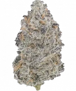 Cereal Milk, vanilya ve taze meyve aromalarıyla öne çıkan dengeli bir hibrit türdür. Zihinsel berraklığı artıran etkilerini keşfedin ve genetik yapısını görüntüleyin.