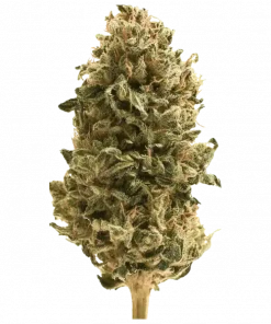 Cereal Runtz, vanilya sütü aroması ve dengeli etkisiyle öne çıkan hibrit bir türdür. Yüksek THC içeriğiyle rahatlama sağlar. Özelliklerini keşfedin.