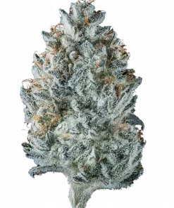 Challah Cake, kremsi ve yakıtımsı aromalarıyla öne çıkan Indica baskın bir türdür. Rahatlatıcı etkileriyle bilinir. Genetik yapısını keşfedin ve görüntüleyin.