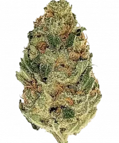Champagne Kush, armut aromalı ve yüksek THC'li dengeli bir hibrit türdür. Ağrı ve stresi azaltan etkileriyle öne çıkar. Genetik yapısını keşfedin.
