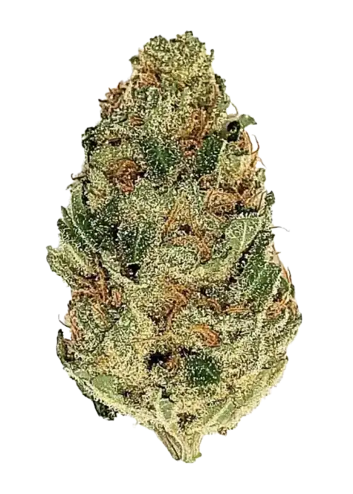 Champagne Kush, armut aromalı ve yüksek THC'li dengeli bir hibrit türdür. Ağrı ve stresi azaltan etkileriyle öne çıkar. Genetik yapısını keşfedin.