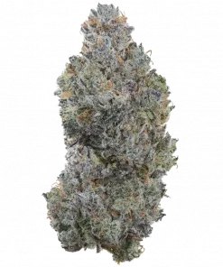 Champaya, papaya ve portakal aromalarıyla öne çıkan sativa baskın bir türdür. Yaratıcılığı artıran ve rahatlatan etkileri keşfedin. Hemen görüntüleyin.