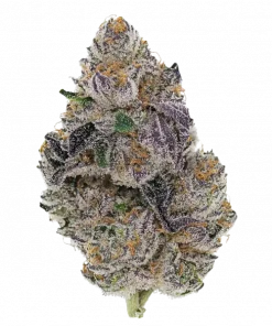 Kaos Pasta, yakıtımsı ve vanilya aromalarıyla öne çıkan Indica baskın bir türdür. Yüksek THC içeriğiyle bilinir. Genetik yapısını keşfedin ve etkilerini görüntüleyin.