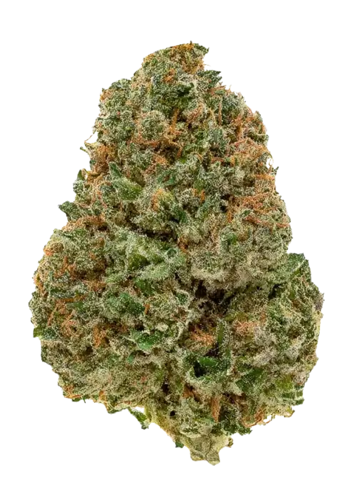 Charlie's Crush, tatlı böğürtlen aroması ve dengeli etkileriyle öne çıkan Indica dominant bir türdür. Depresyon ve stresi azaltmaya yardımcı olabilir. Keşfedin.