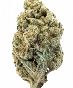 Charlotte's Web, mentol ve limon aromalarıyla öne çıkan, yüksek CBD'li dengeli bir hibrit türdür. Tıbbi faydalarını ve genetik yapısını keşfedin.