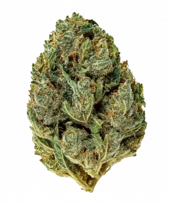 Şoför, tropikal limon aromaları ve 'e varan THC içeriğiyle öne çıkan Indica baskın bir türdür. Güçlü etkilerini ve genetik yapısını keşfedin.