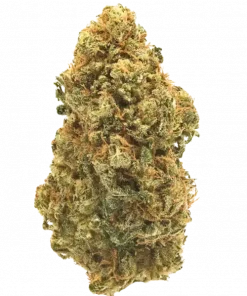 Cheesaloha, keskin baharat aroması ve rahatlatıcı etkileriyle bilinen dengeli bir hibrit türdür. Depresyon ve stres için ideal. Genetik yapısını keşfedin.