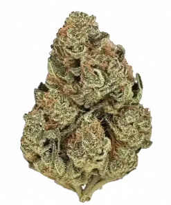 Cheese, sert aroması ve rahatlatıcı etkisiyle bilinen dengeli bir türdür. Orta-yüksek THC seviyesiyle öne çıkar. Bu eşsiz türü hemen keşfedin.