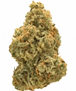 Cheese 95, sert yakıtımsı bitişi ve rahatlatıcı etkileriyle bilinen dengeli bir hibrit türdür. İnsomnia ve stres için ideal. Özelliklerini keşfedin.