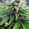 Cheese Auto Fem Esrar Tohumu (Canuk Seeds)