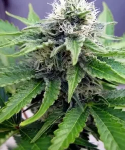 Cheese Auto Fem Esrar Tohumu (Canuk Seeds)