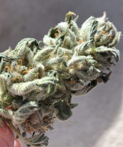 Cheese Auto Fem Esrar Tohumu (Canuk Seeds)