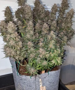 Cheese Auto Fem Esrar Tohumu (Fast Buds)