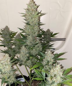 Cheese Auto Fem Esrar Tohumu (Fast Buds)