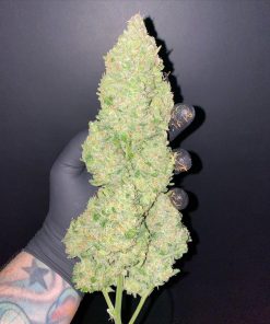 Cheese Auto Fem Esrar Tohumu (Fast Buds)