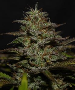 Cheese Auto Fem Esrar Tohumu (Fast Buds)