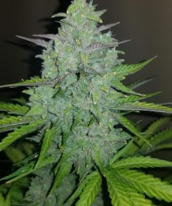 Cheese Auto Fem Esrar Tohumu (Fast Buds)