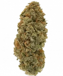 Cheese Band, baskın peynir aroması ve dengeli etkileriyle öne çıkan bir hibrit türdür. Anksiyete ve depresyona iyi gelir. Bu eşsiz türü keşfedin.