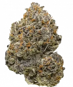 Lemon Squeeze, keskin narenciye aroması ve rahatlatıcı etkileriyle bilinen dengeli bir hibrit türdür. Anksiyete ve stres için ideal. Genetik yapısını keşfedin.