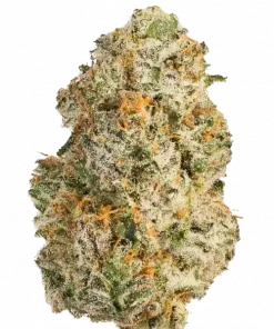 Cheese Colada, tropikal ananas aroması ve dengeli etkileriyle öne çıkan bir hibrit türdür. Anksiyete ve stres için ideal. Genetik yapısını keşfedin.