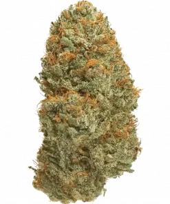 Cheese Crack, keskin peynir aroması ve yüksek THC içeriğiyle öne çıkan dengeli bir hibrittir. Anksiyete ve stresi azaltan etkilerini keşfedin.