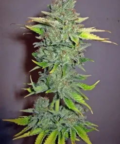 Cheese Feminized Esrar Tohumu (Seedsman)