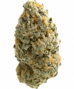 Cheese Glue, sert benzin kokusu ve yüksek THC içeriğiyle öne çıkan dengeli bir hibrit türdür. Rahatlatıcı etkilerini ve genetik yapısını keşfedin.