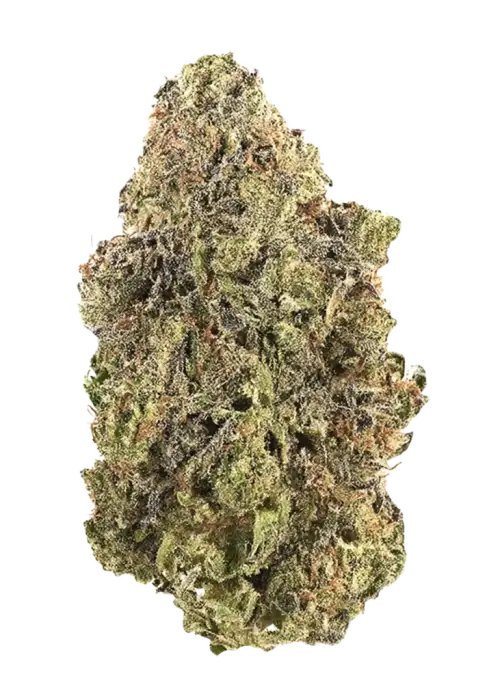 Cheese Marmalade, böğürtlen aroması ve dengeli etkileriyle öne çıkan hibrit bir türdür. Yaratıcılığı artıran ve rahatlama sağlayan bu türü keşfedin.