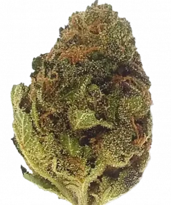 Cheese Quake, peynirli aroma ve rahatlatıcı etkisiyle bilinen Indica baskın bir türdür. Uykusuzluk ve ağrı tedavisinde etkilidir. Özelliklerini keşfedin.