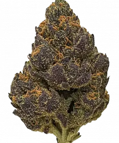 Cheesecake, tatlı cheesecake aroması ve rahatlatıcı etkileriyle bilinen Indica dominant bir türdür. Yüksek THC içeriğiyle öne çıkar. Bu eşsiz türü keşfedin.