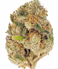 Cheetah Piss, yakıtımsı aroması ve dengeli yapısıyla öne çıkan Indica Sativa türüdür. Benzersiz genetik yapısını ve etkilerini keşfedin.