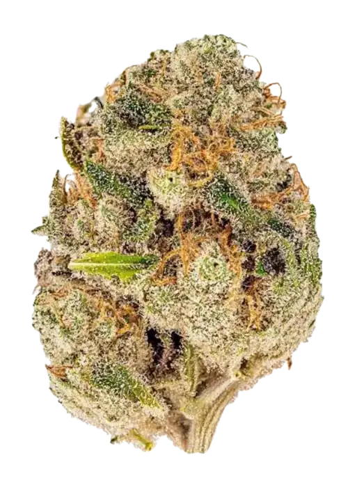 Cheetah Piss, yakıtımsı aroması ve dengeli yapısıyla öne çıkan Indica Sativa türüdür. Benzersiz genetik yapısını ve etkilerini keşfedin.