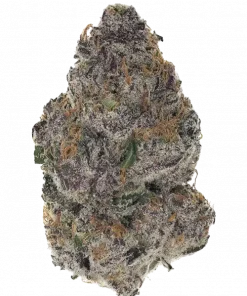 Cheetah Rita, benzin kokulu böğürtlen-limon aromasıyla öne çıkan bir hibrit türdür. Yüksek THC içeriğiyle enerji ve coşku sunar. Bu eşsiz türü keşfedin.