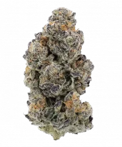 Cheetah the Hut, yakıtımsı ve limon aromalı, yüksek THC'li dengeli bir hybrid türüdür. Enerji veren ve yaratıcılığı artıran etkilerini keşfedin.