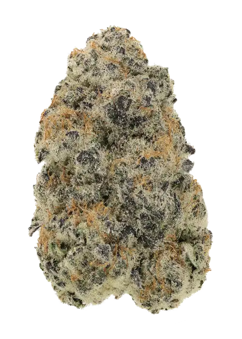 Chem Funk R1, yakıtımsı aroması ve yüksek THC içeriğiyle öne çıkan Indica dominant bir türdür. Depresyon ve stresi azaltan etkilerini keşfedin.