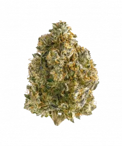 Chem Jong-Un, yaban mersini ve yakıtımsı notalarıyla öne çıkan dengeli bir hibrit türdür. THC içeriğiyle dikkat çeker. Bu eşsiz türü keşfedin.