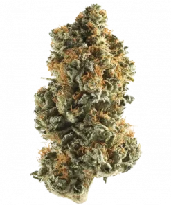 Ripper Seeds ChemPie, yakıtımsı ve kiraz aromalı, yüksek THC'li Sativa baskın türdür. Depresyon ve stres için ideal. Genetik yapısını keşfedin ve hemen görüntüleyin.